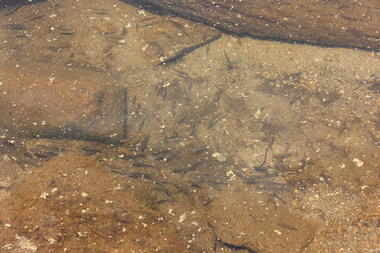 Fish in Granite