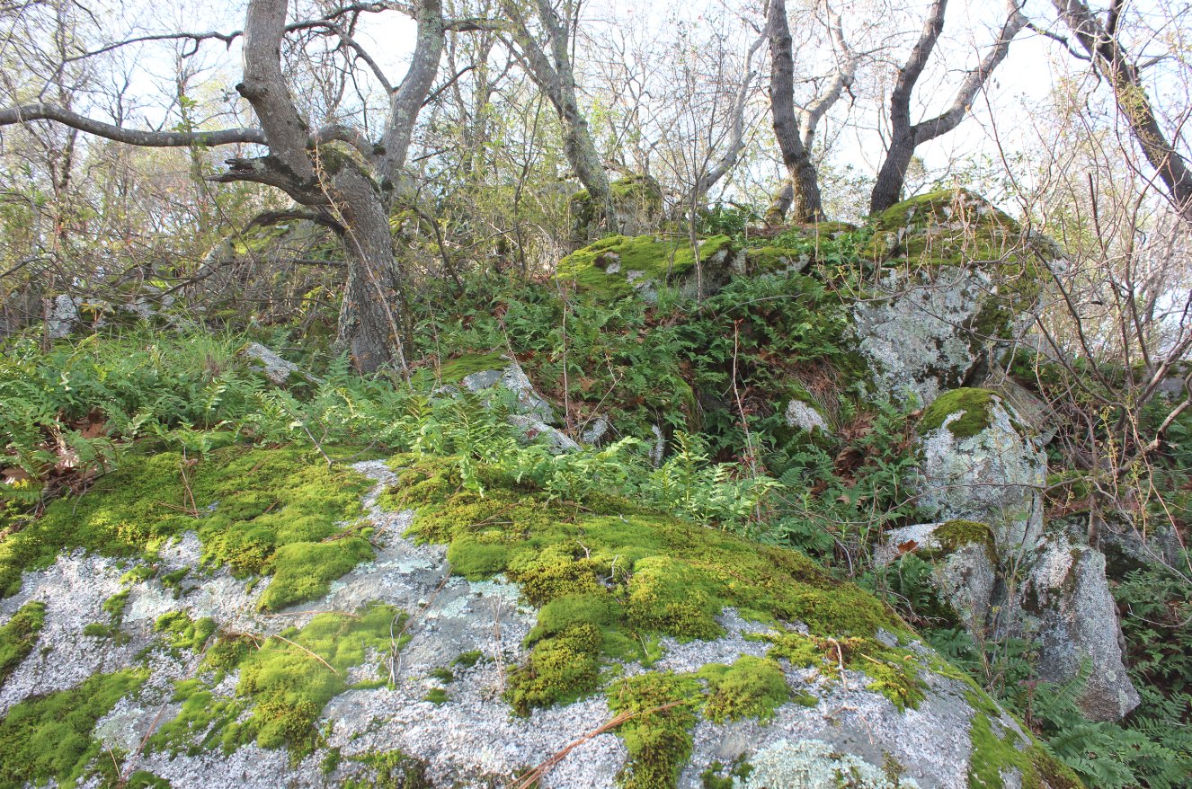 Mossy rocks alongside the trail
