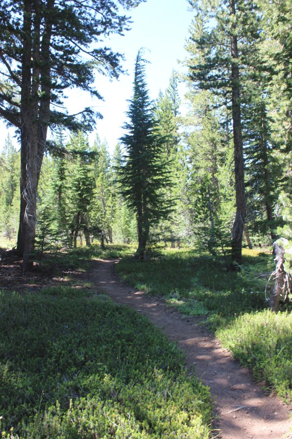 Typical section of trail