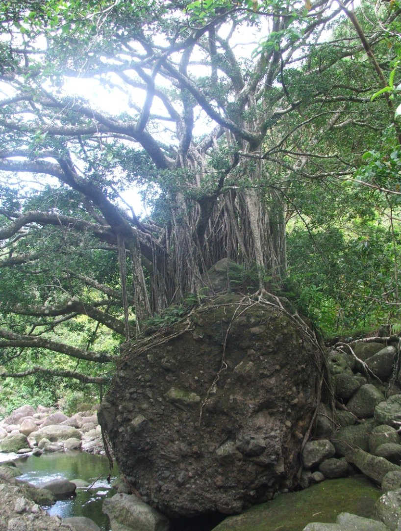 Tree growing around a rock