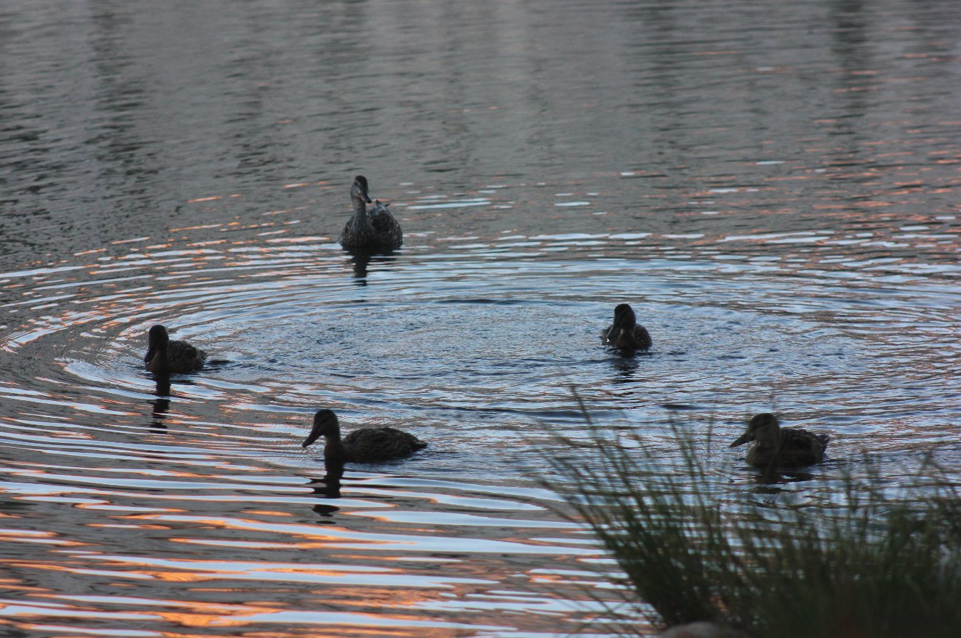Sunrise ducks