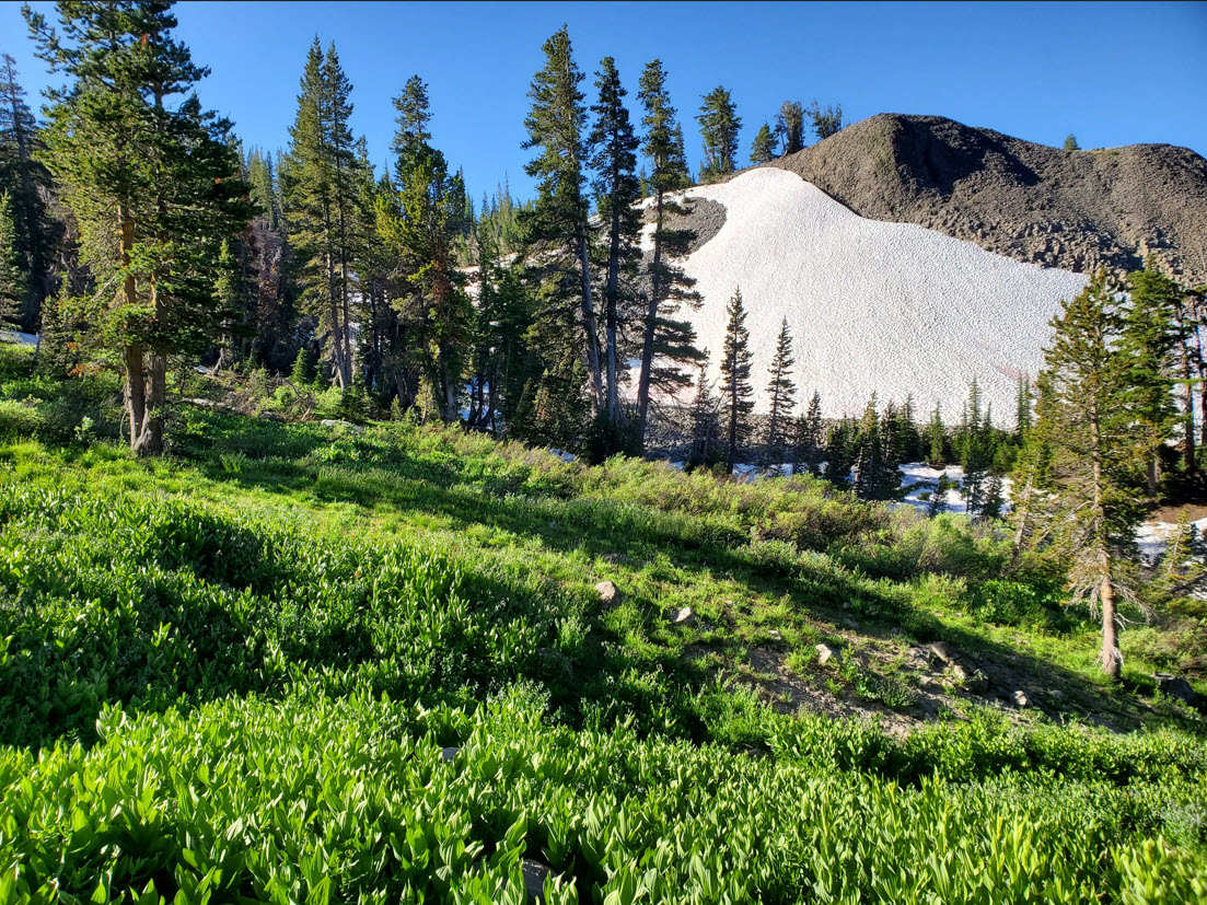 Snow Field