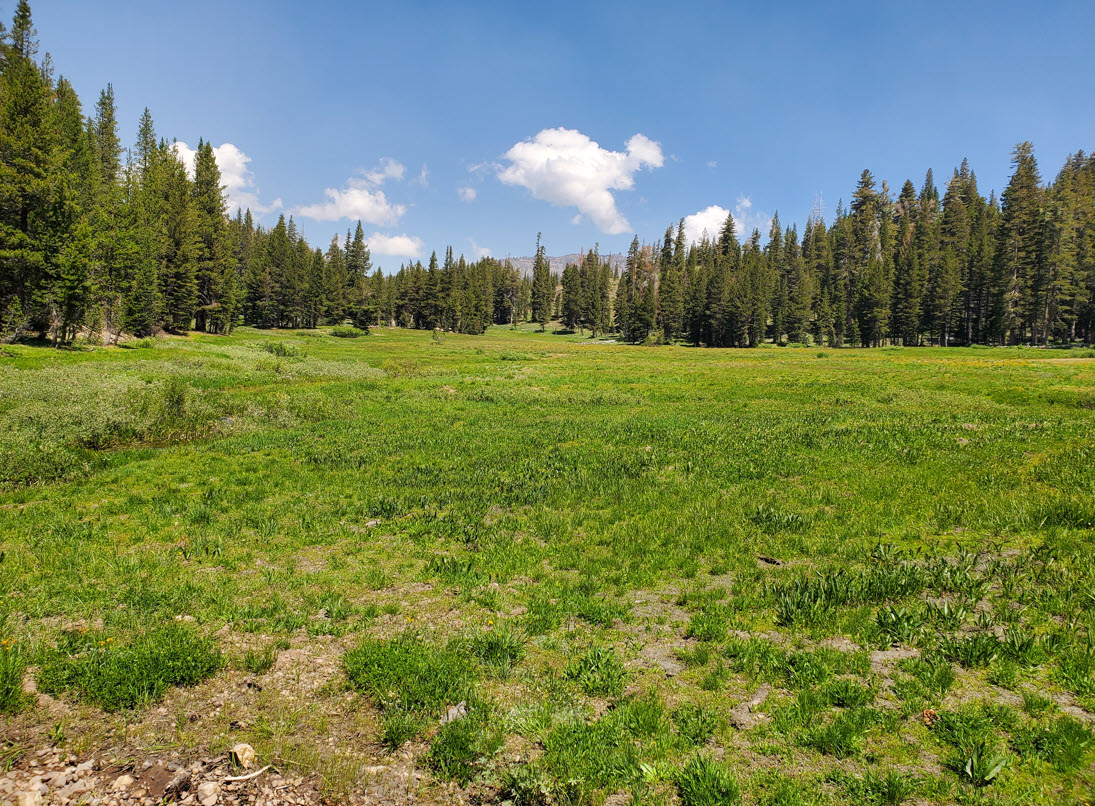 Lower Gardner Meadow