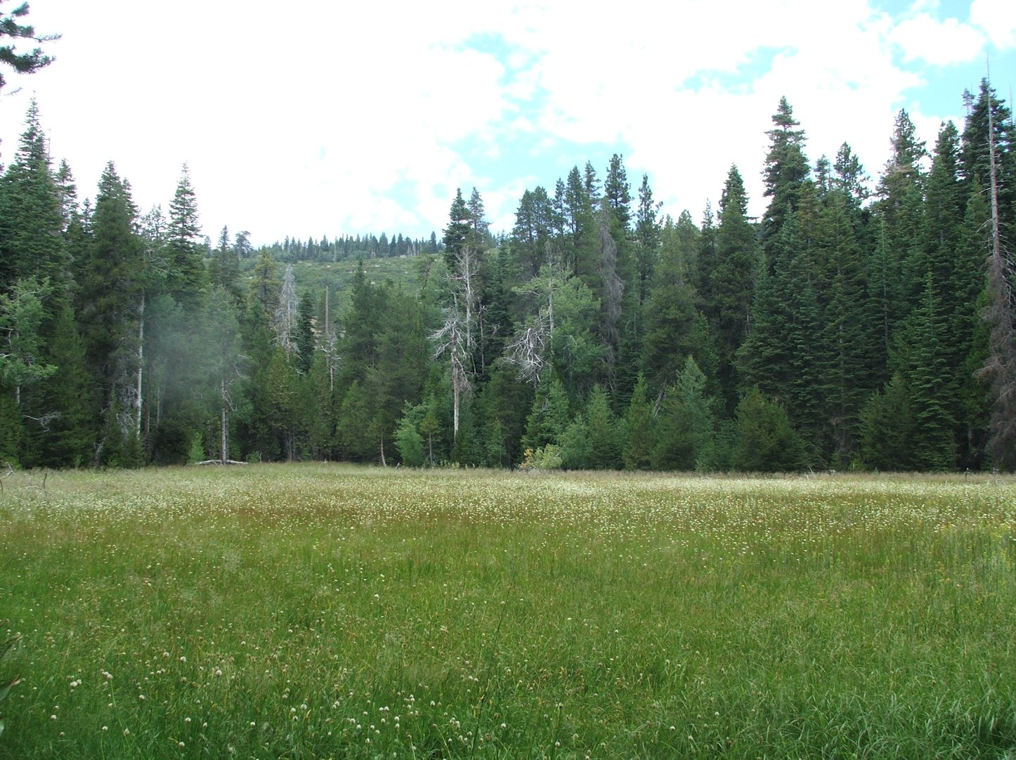 Government Meadow
