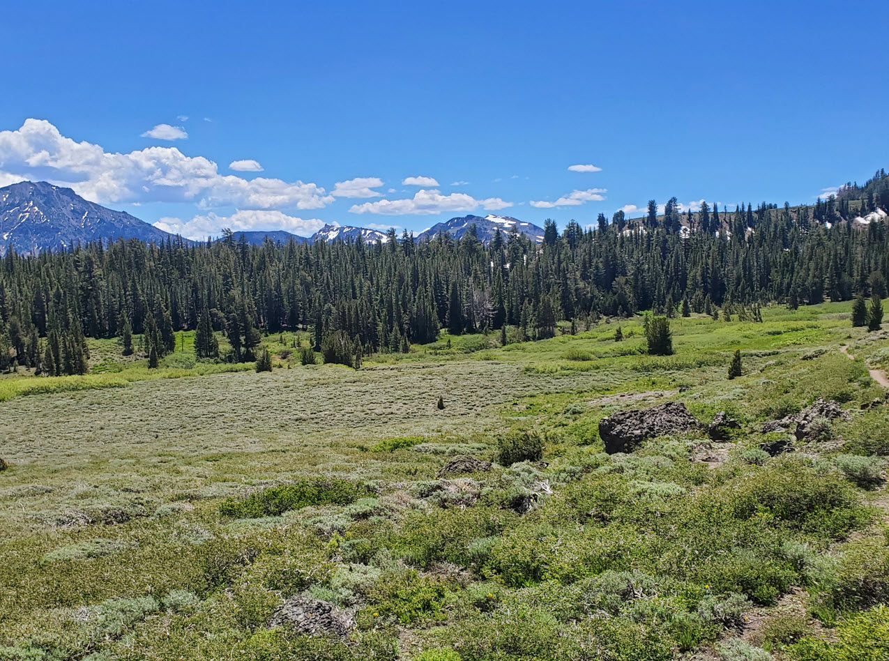 Raymond Meadow