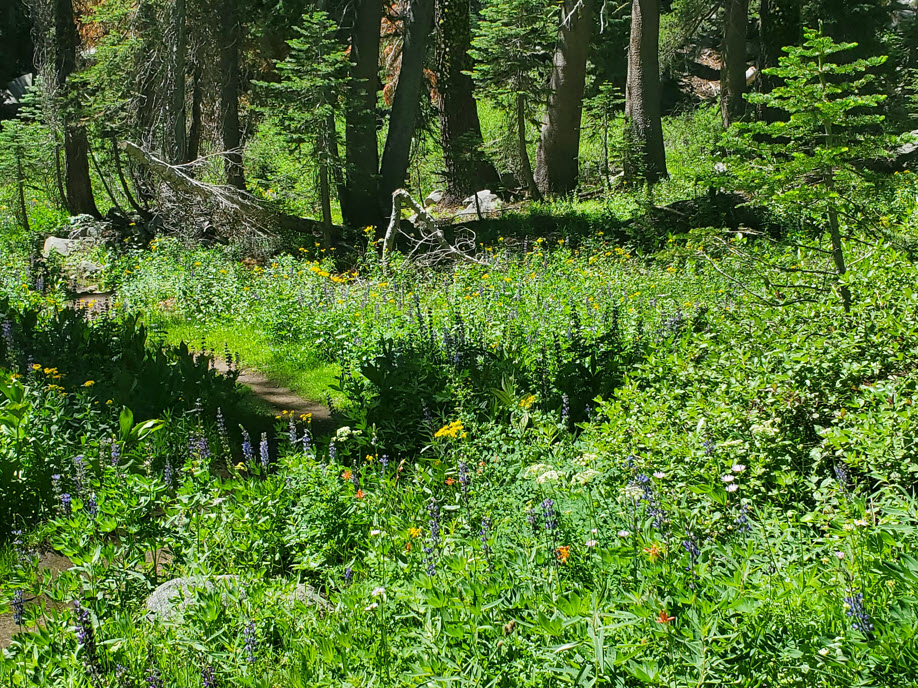 Wildflower display