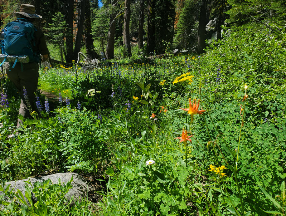 Columbine display