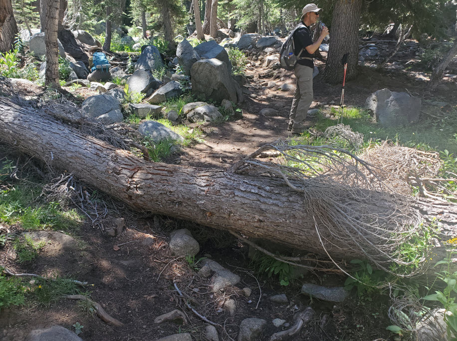 Another down tree