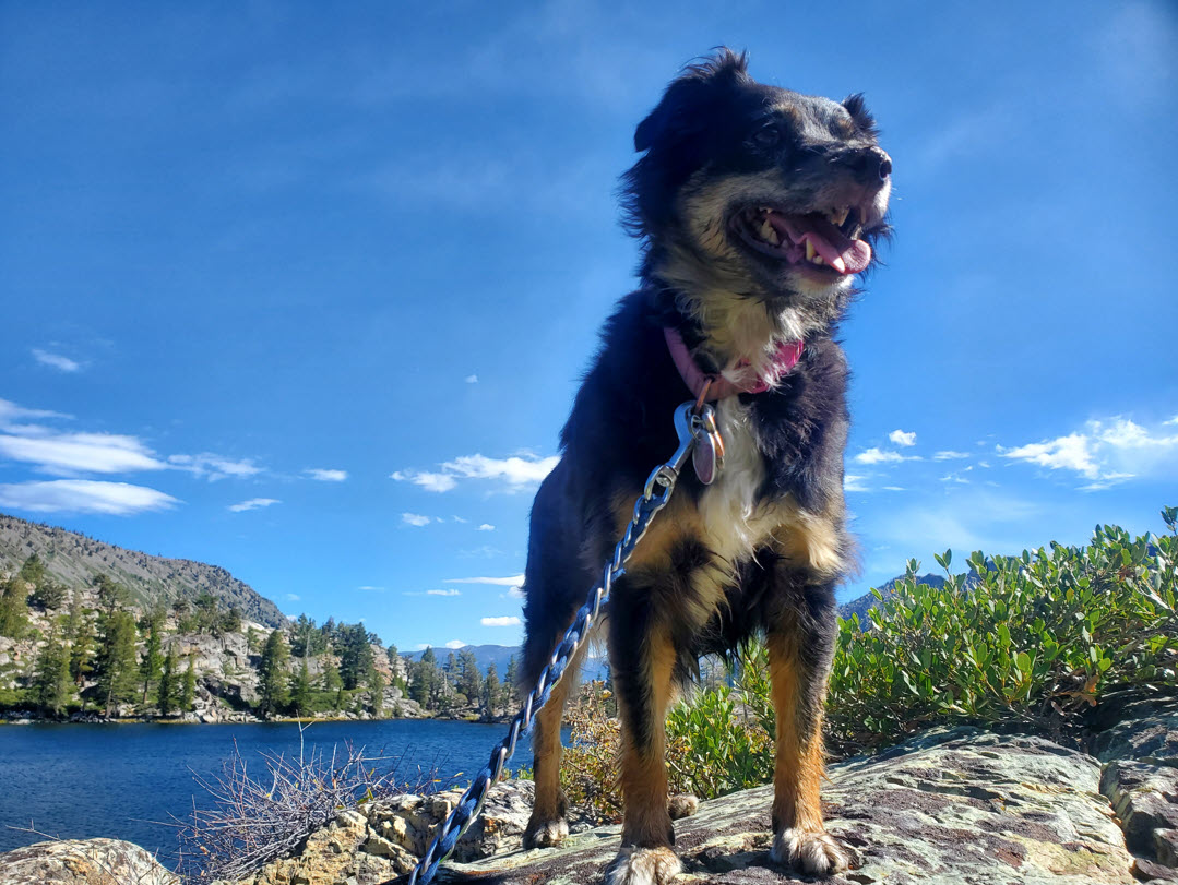 Trail pup
