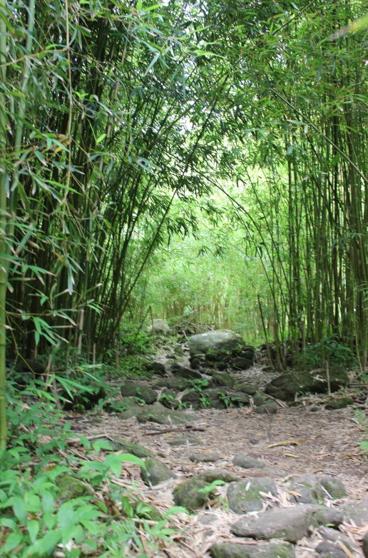 Entering the bamboo forest