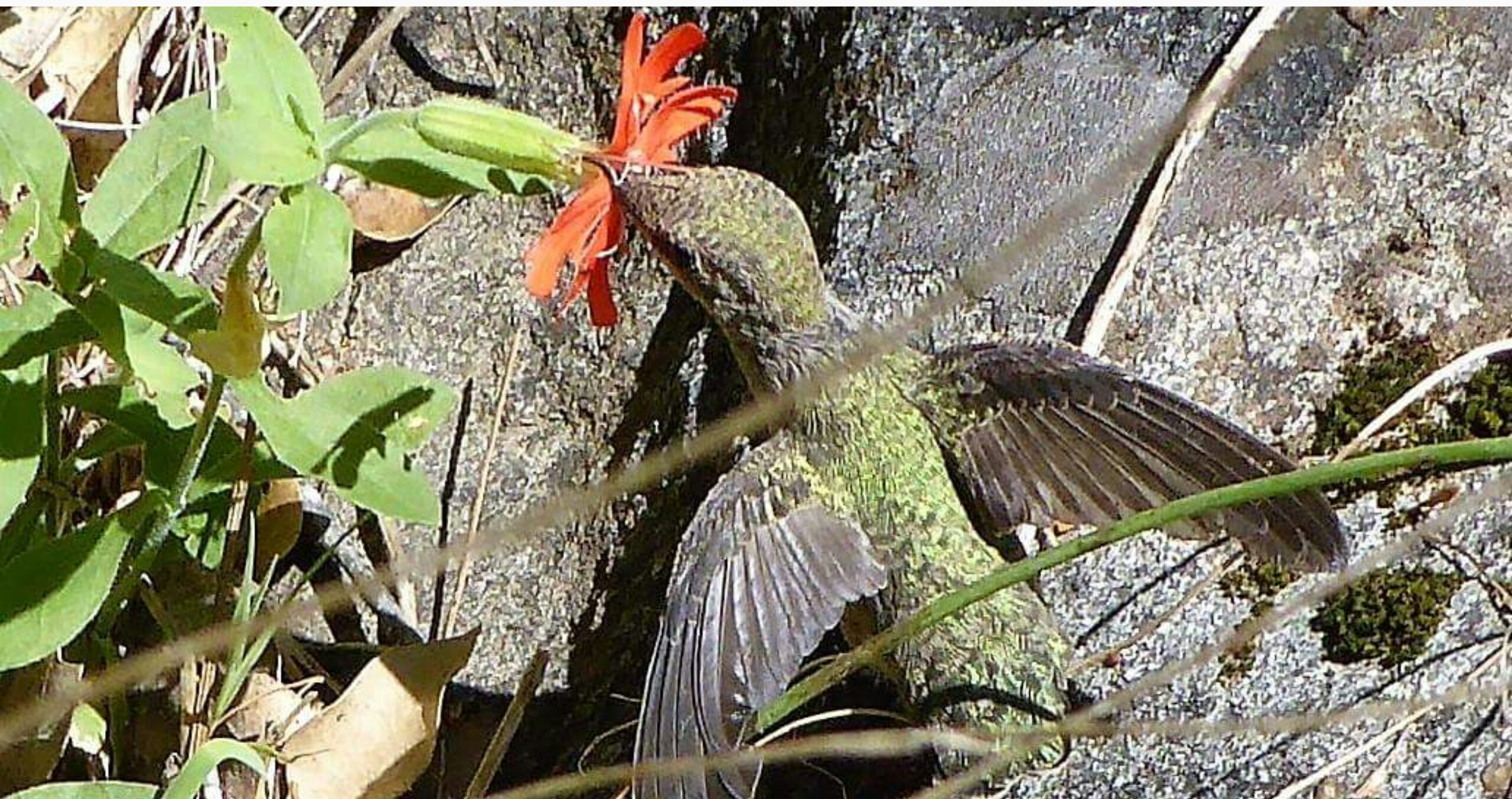 Anna hummingbird