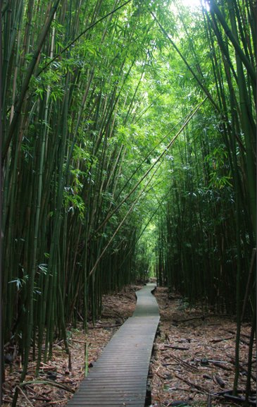 Entering the slick bamboo forest section